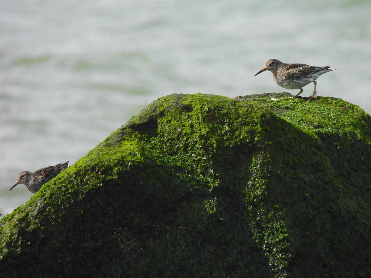 Purple Sandpiper - ML617541687