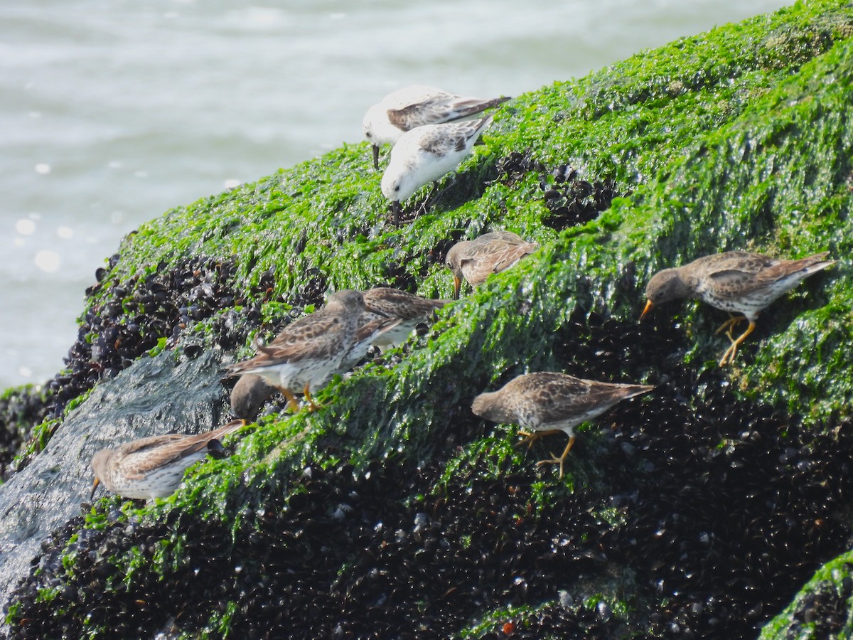 Purple Sandpiper - ML617541688