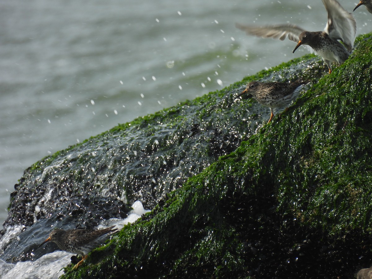 Purple Sandpiper - ML617541689