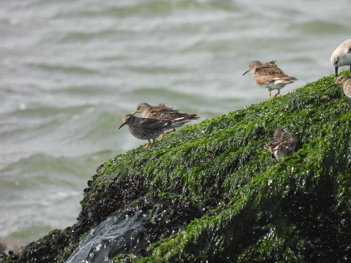 Purple Sandpiper - ML617541690