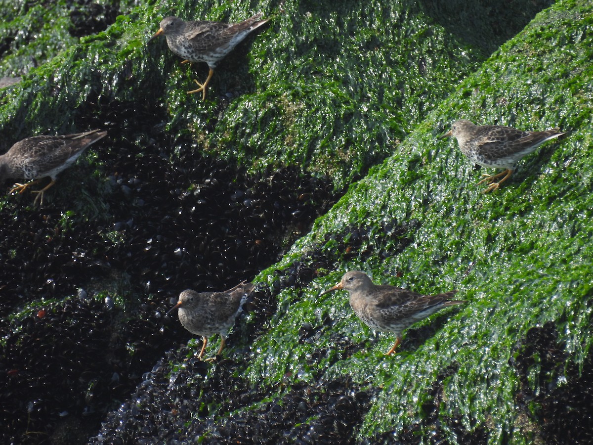 Purple Sandpiper - ML617541691