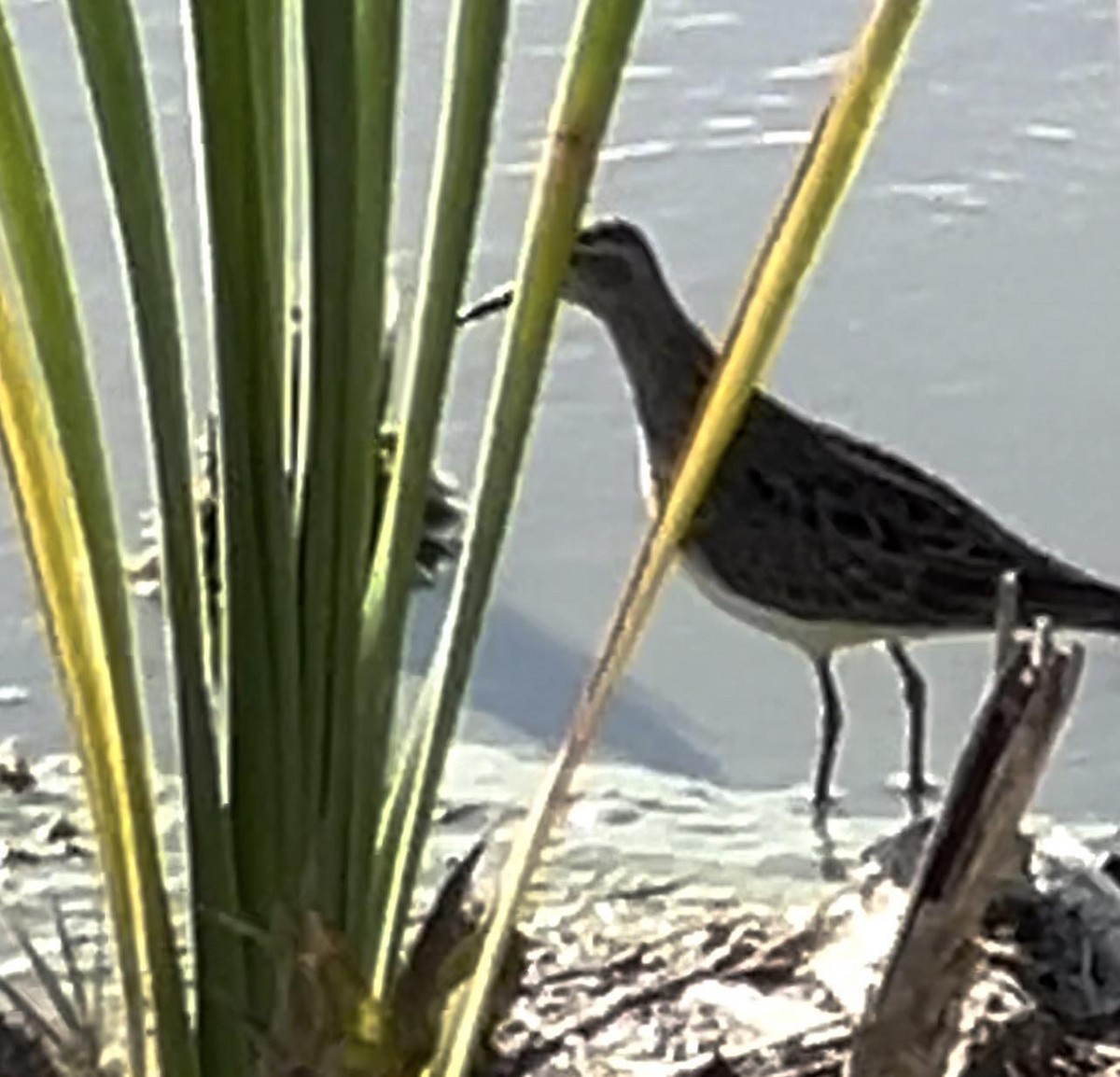 Stilt Sandpiper - ML617541724