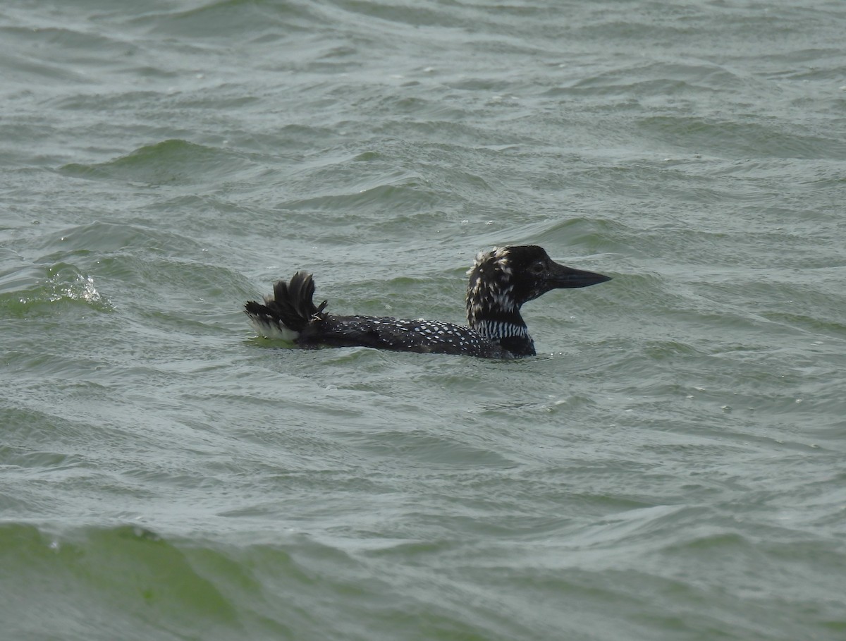 Common Loon - ML617541725