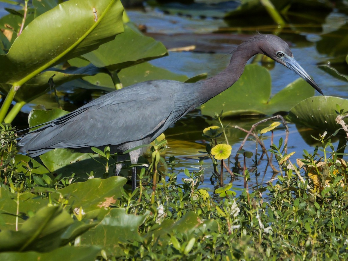 Little Blue Heron - ML617541733