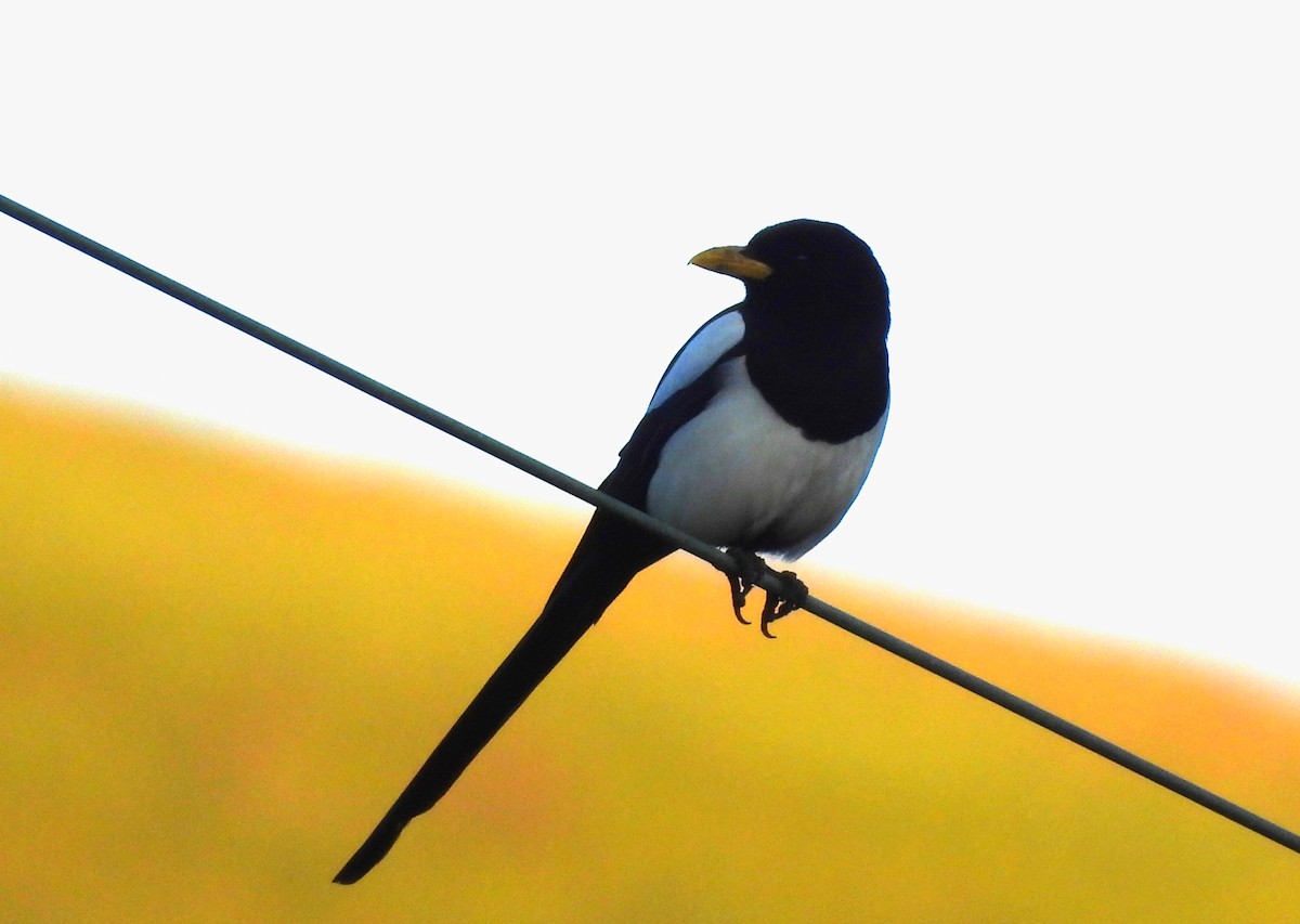 Yellow-billed Magpie - ML617541743