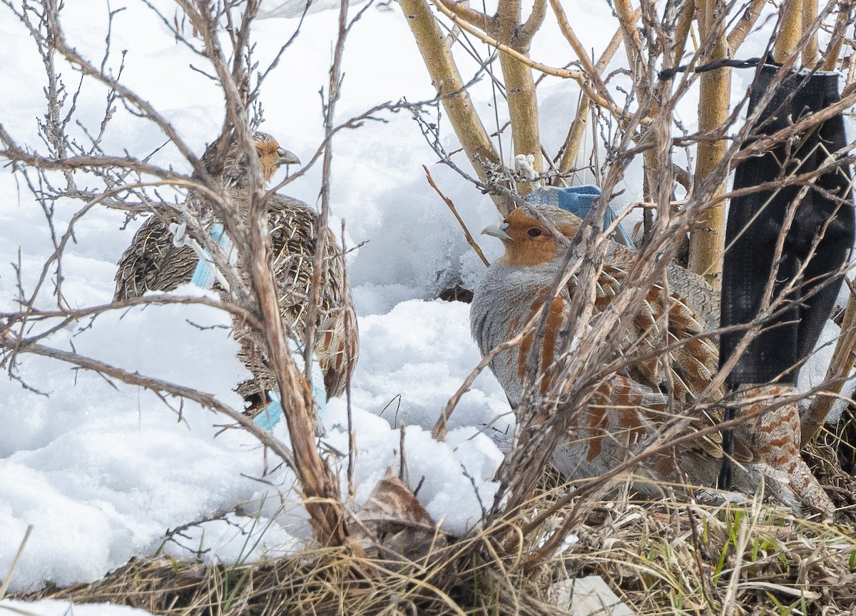 Gray Partridge - ML617541751