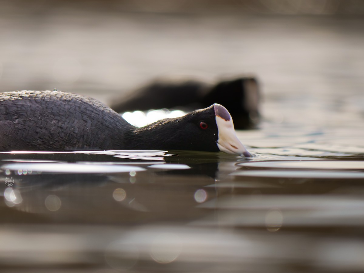 American Coot - ML617541753