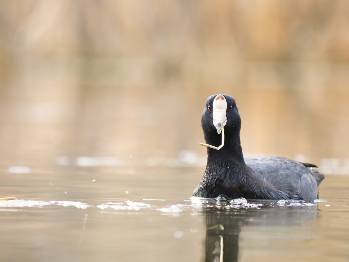 American Coot - ML617541754