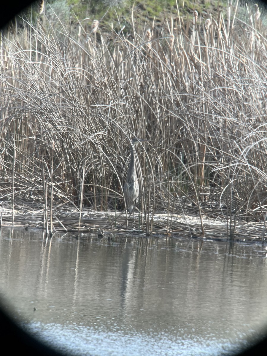 Great Blue Heron - ML617541781