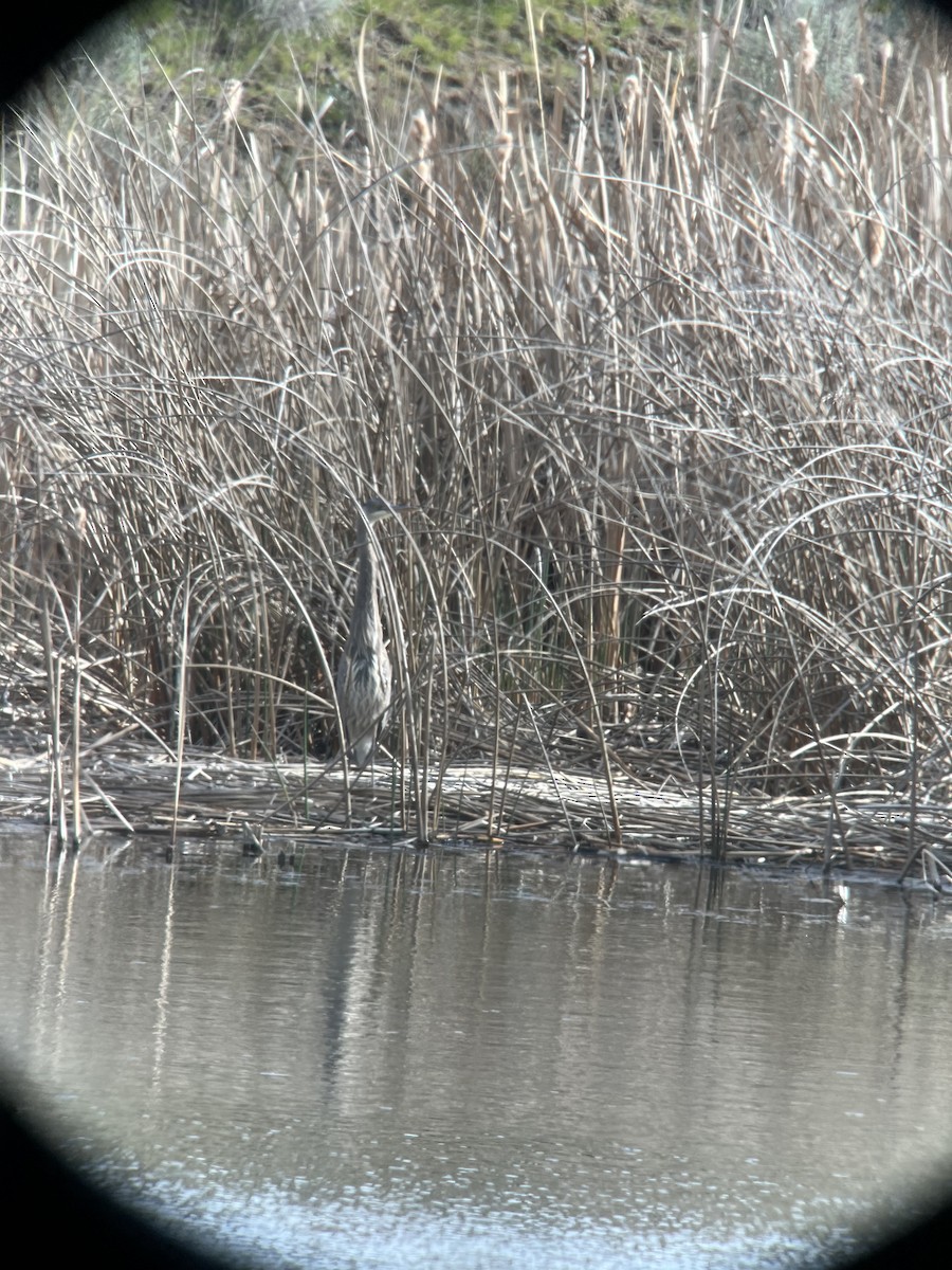 Great Blue Heron - ML617541782