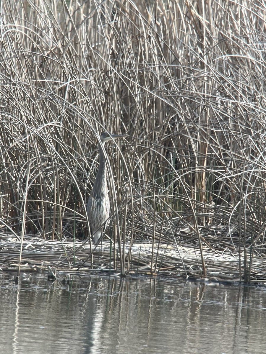 Great Blue Heron - ML617541784