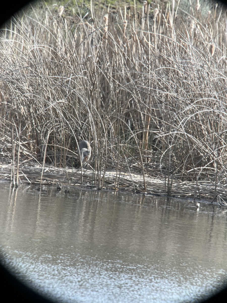 Great Blue Heron - ML617541786