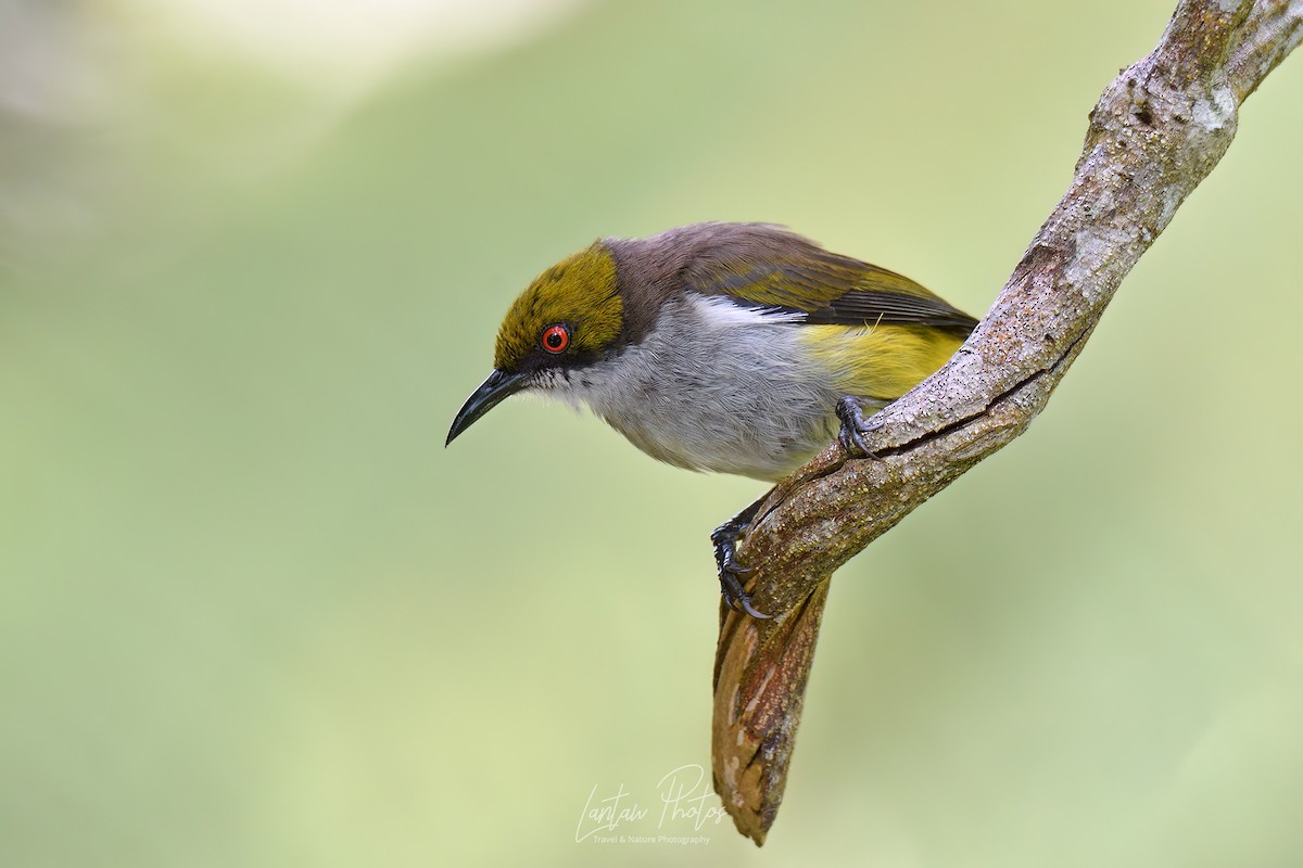 Olive-capped Flowerpecker - ML617541792