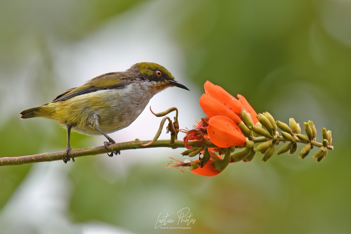 Olive-capped Flowerpecker - Allan Barredo