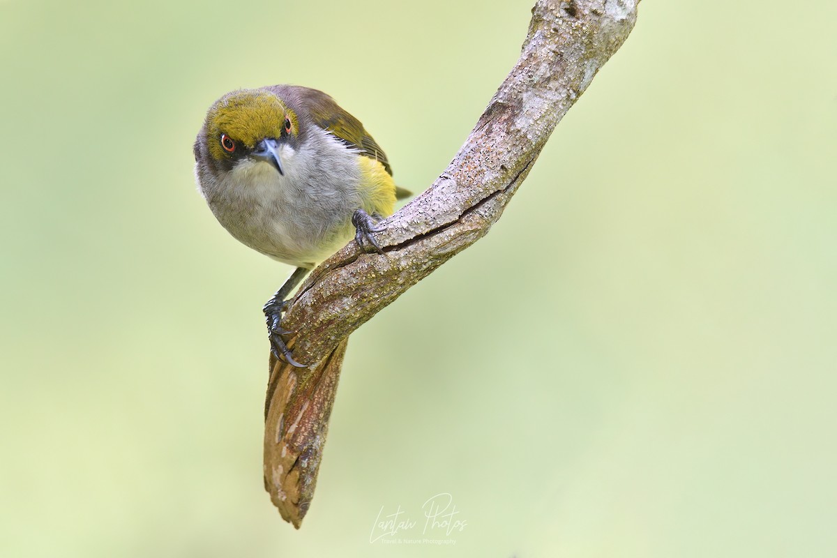 Olive-capped Flowerpecker - Allan Barredo