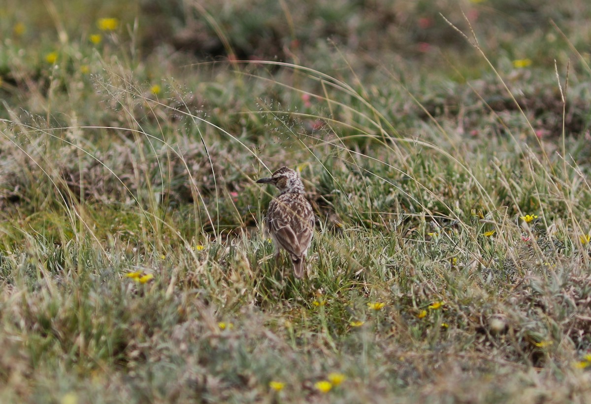 White-tailed Lark - ML617541802