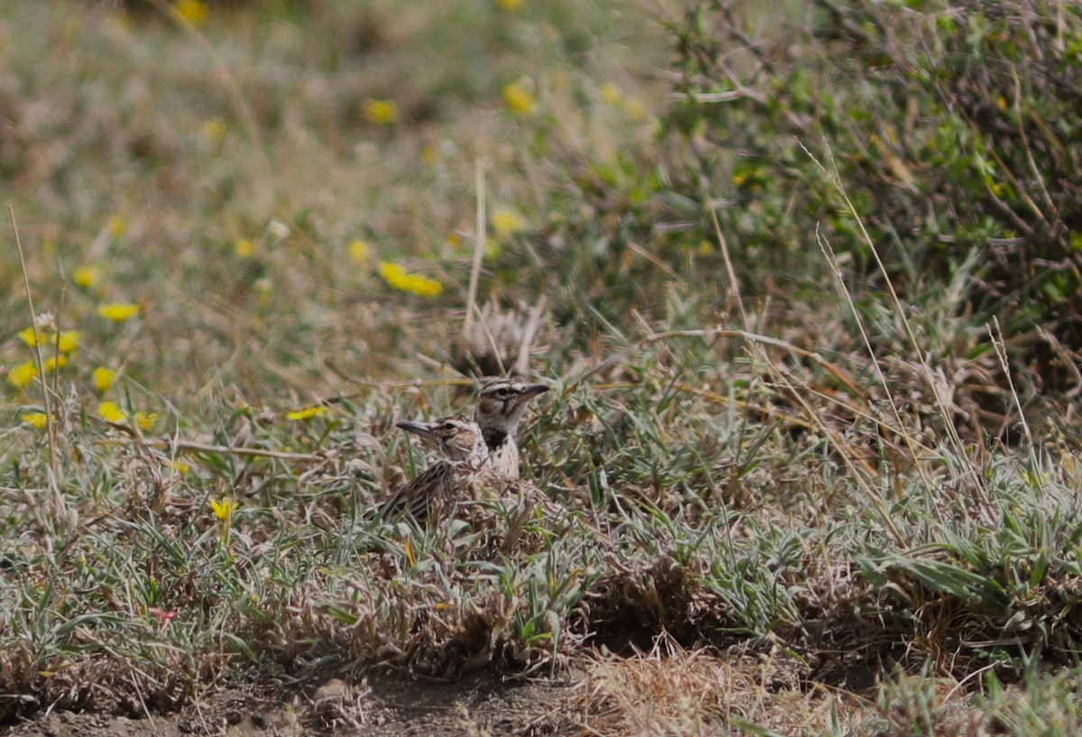 White-tailed Lark - ML617541803