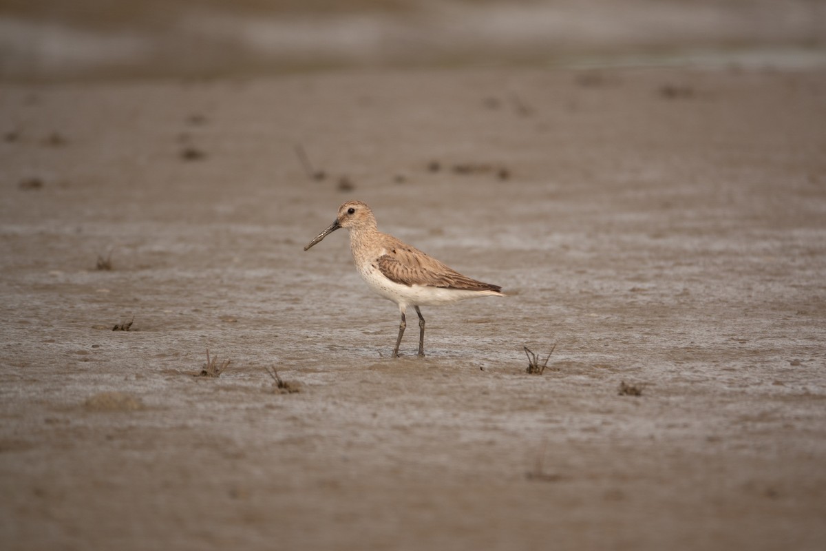 Dunlin - Greg Halbach