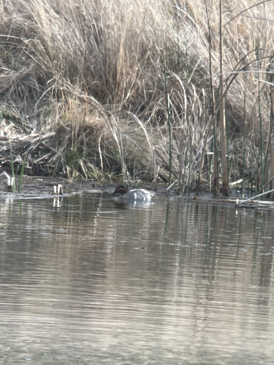 Green-winged Teal - ML617541847