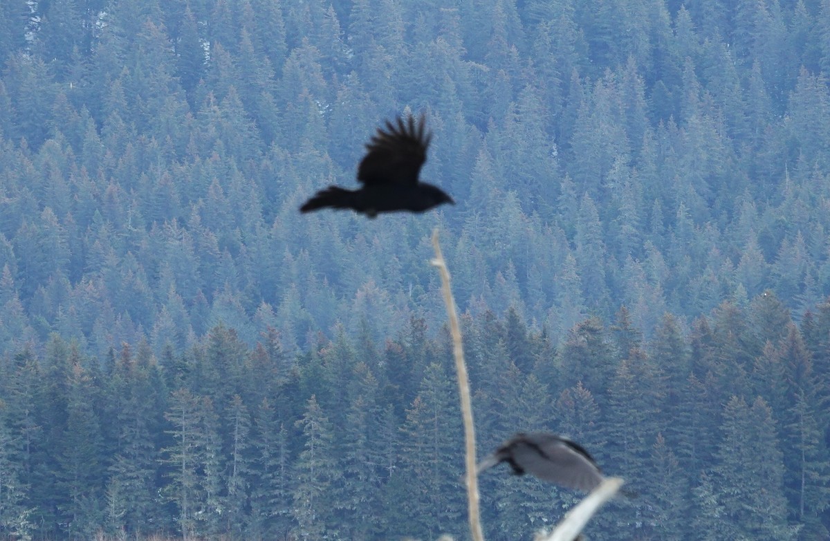 Common Raven - Robin Collman