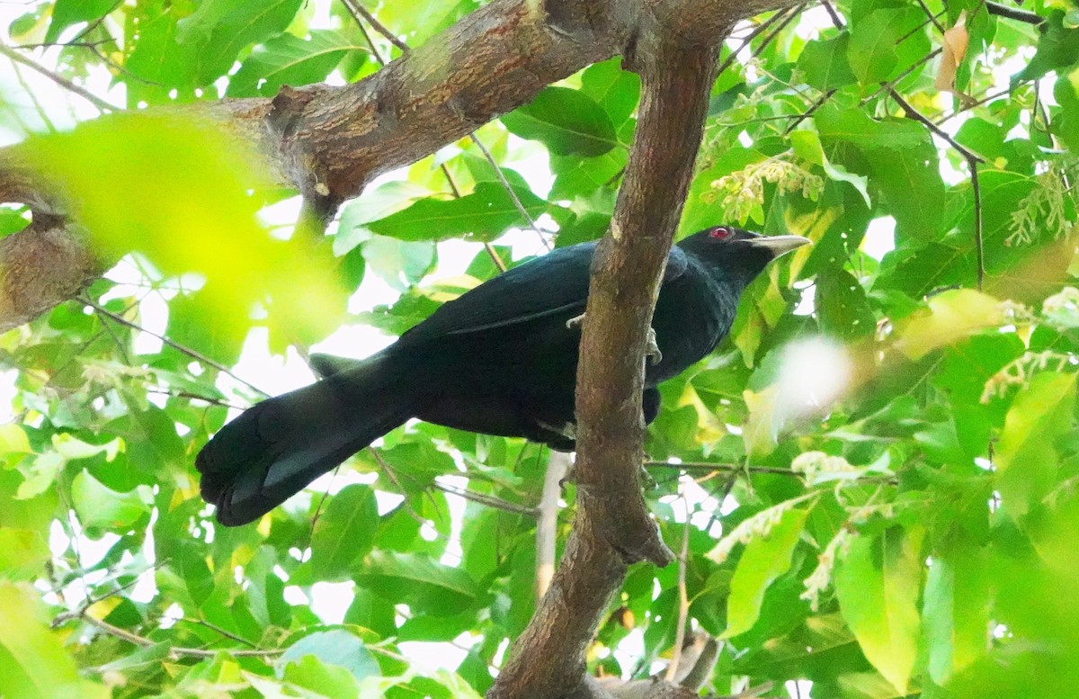 Asian Koel - ML617541946