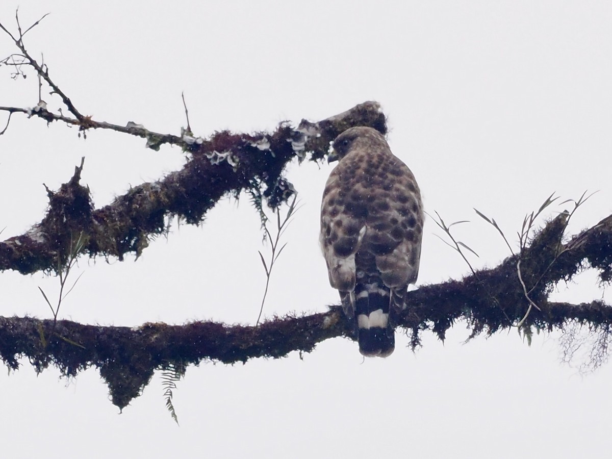 Broad-winged Hawk - Gabriel Willow