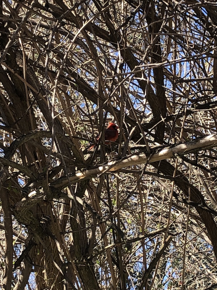 Northern Cardinal - ML617541964