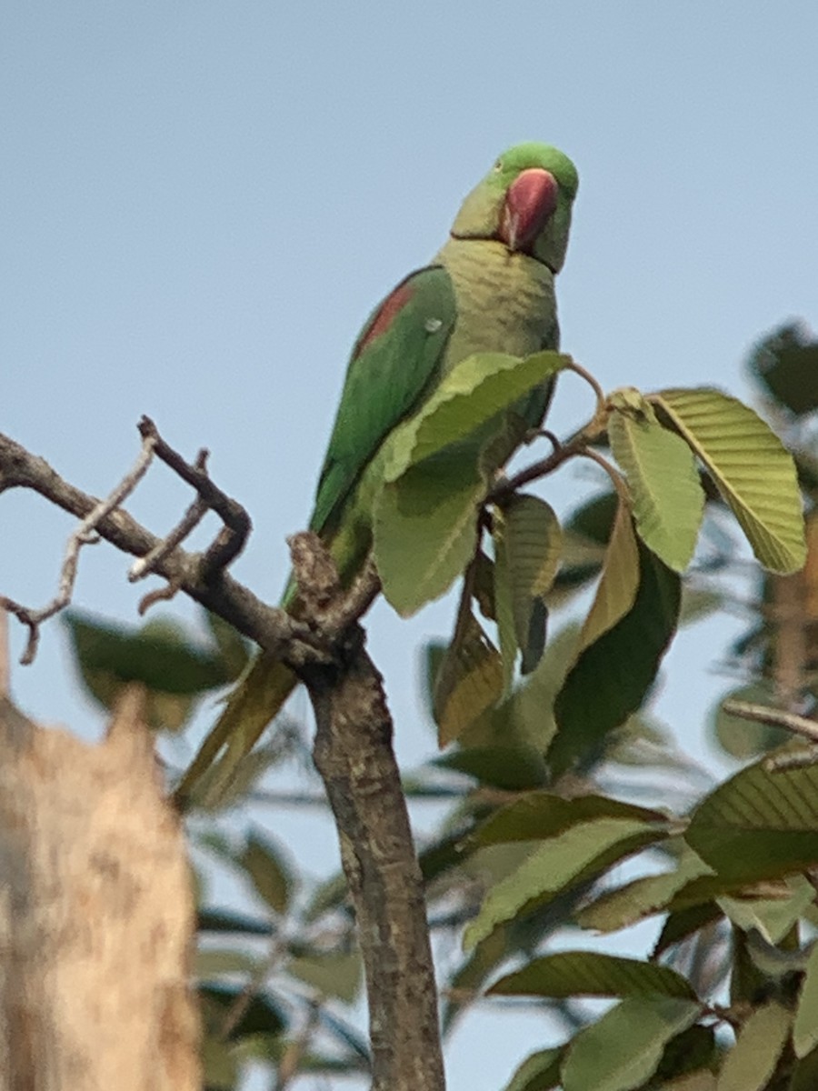 Alexandrine Parakeet - ML617542004