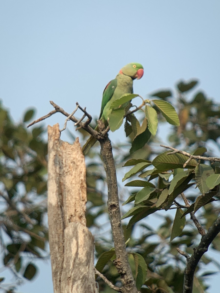 Alexandrine Parakeet - ML617542035