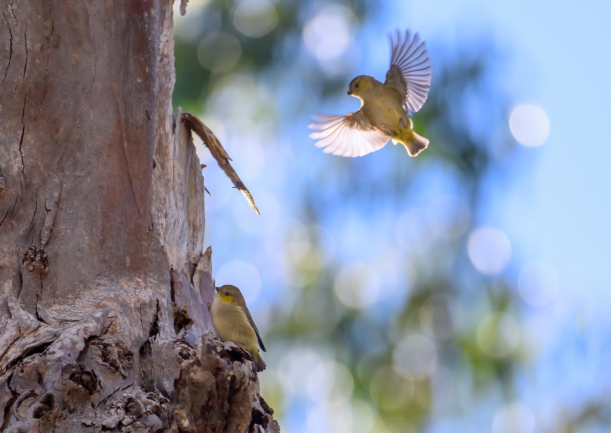 Forty-spotted Pardalote - Mark Lethlean