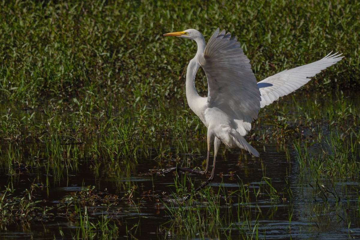 Great Egret - Grace Oliver