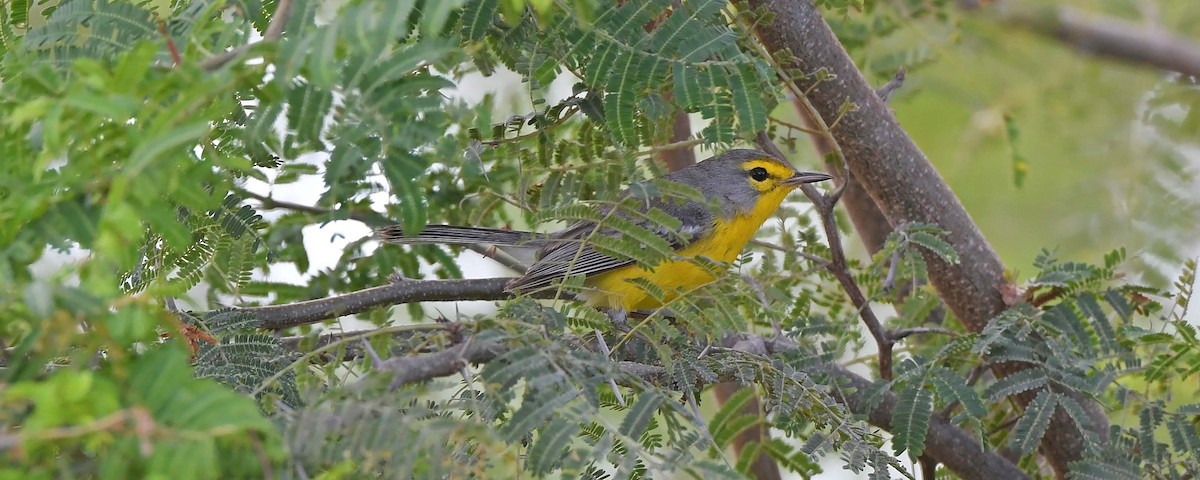 Barbuda Warbler - Sharon Lynn