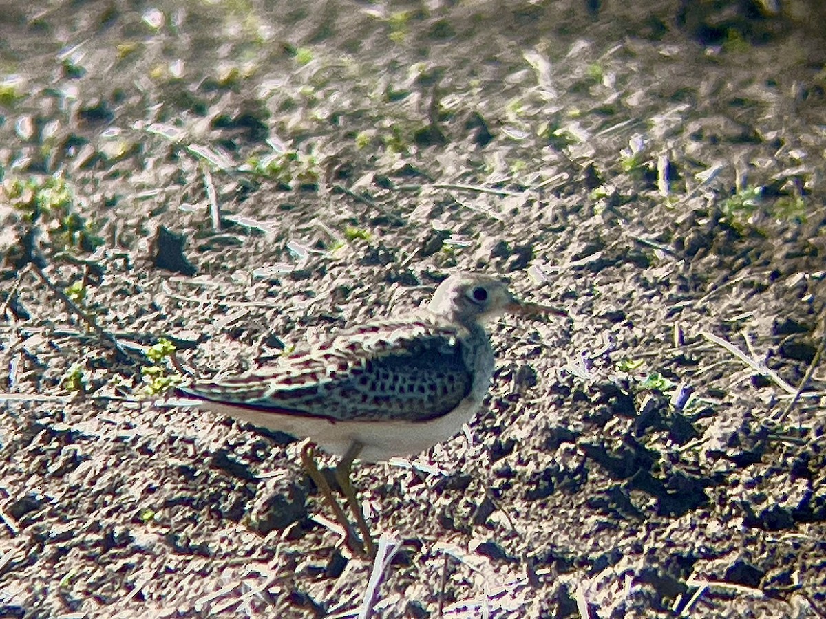 Upland Sandpiper - Joseph Bieksza