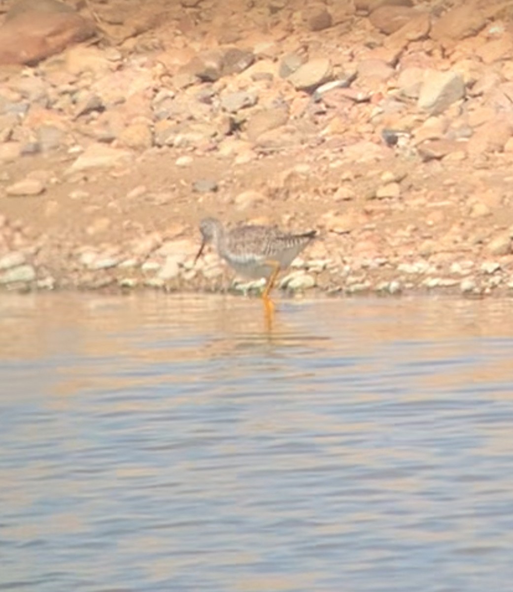 Greater Yellowlegs - ML617542160