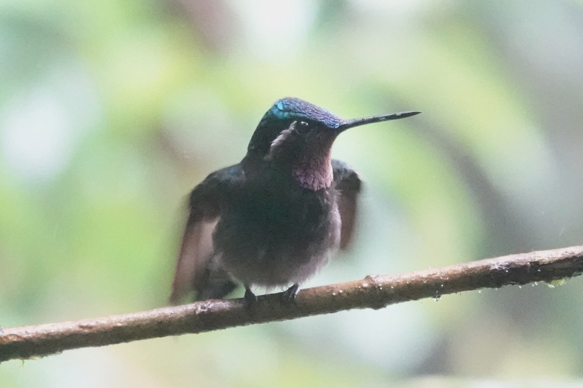 kolibřík fialovohrdlý - ML617542167