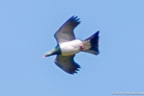 New Zealand Pigeon - ML617542183