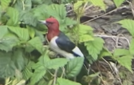 Red-headed Woodpecker - ML617542235