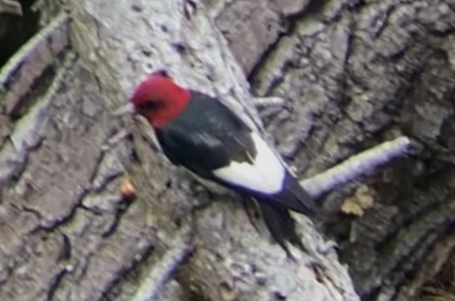 Red-headed Woodpecker - ML617542236