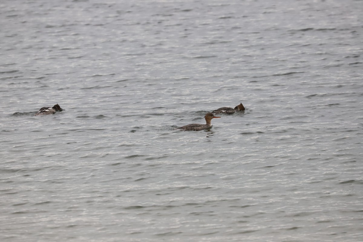 Red-breasted Merganser - T Remy