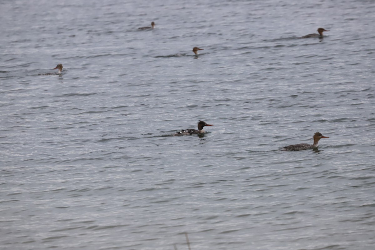 Red-breasted Merganser - ML617542280