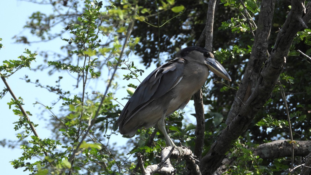 Boat-billed Heron - ML617542292