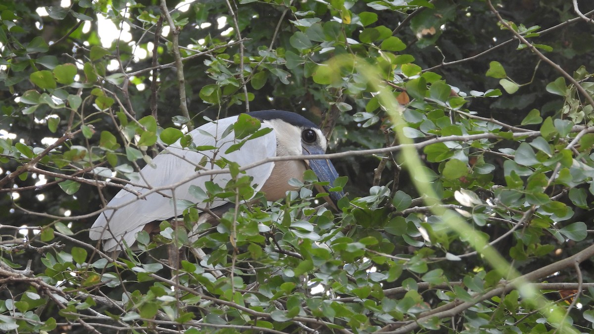 Boat-billed Heron - ML617542300