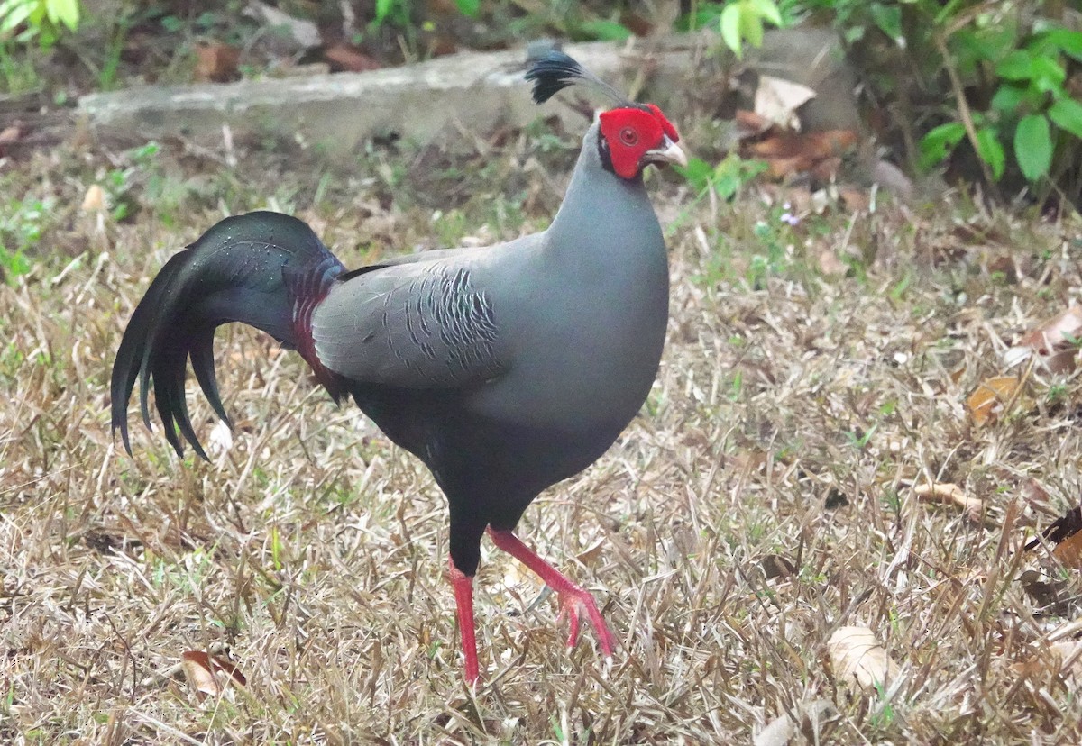 Siamese Fireback - ML617542301