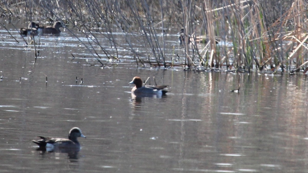 eBird Checklist - 17 Apr 2024 - Cold Springs NWR--Memorial Marsh Unit ...