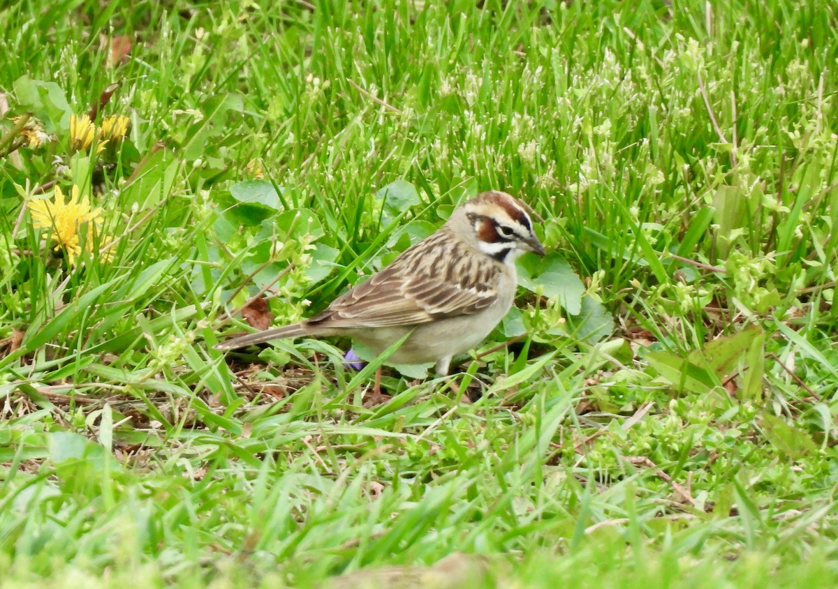 Lark Sparrow - ML617542328