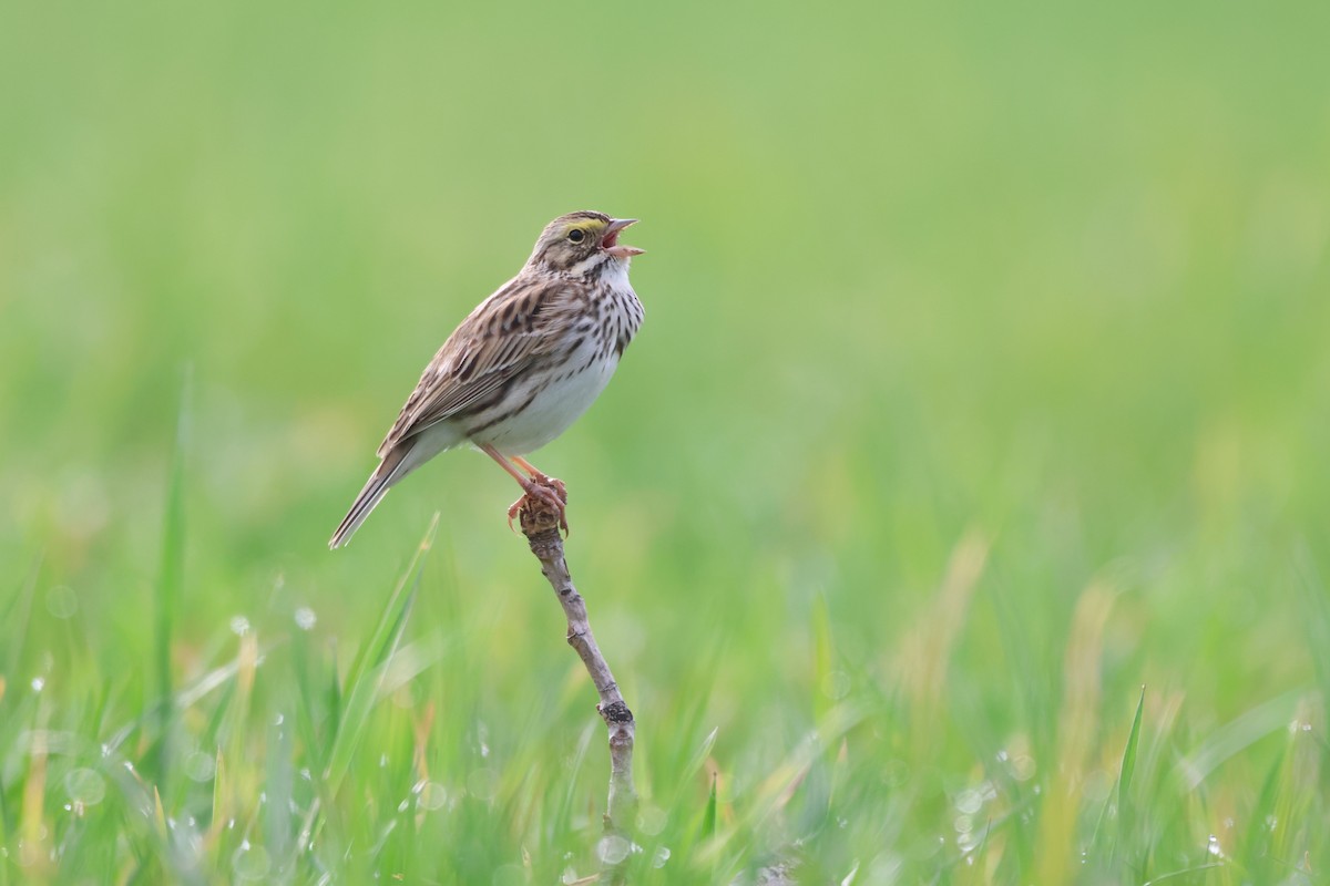 Savannah Sparrow - ML617542368