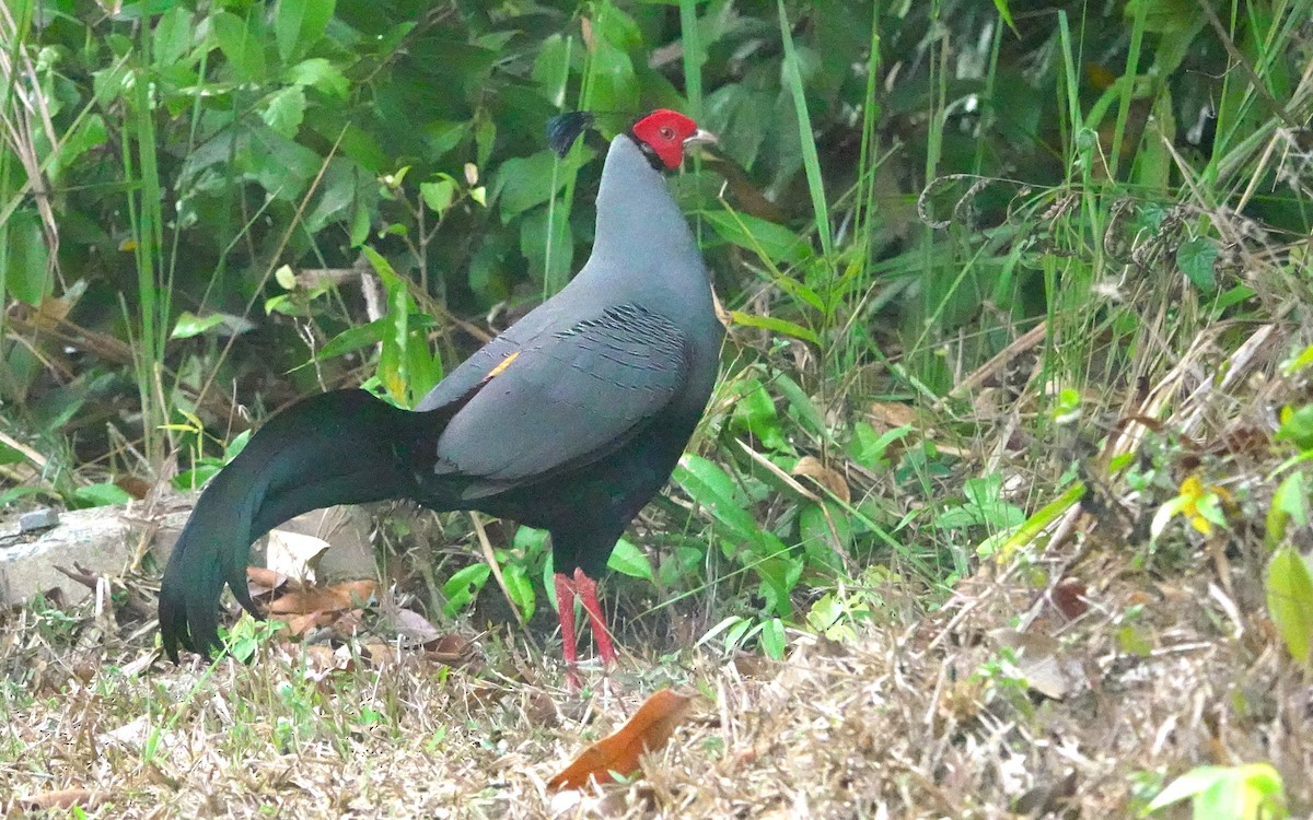 Siamese Fireback - ML617542370