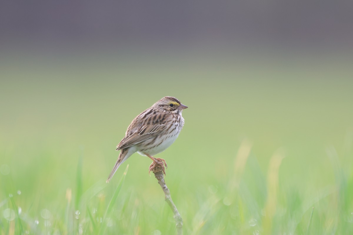 Savannah Sparrow - ML617542373