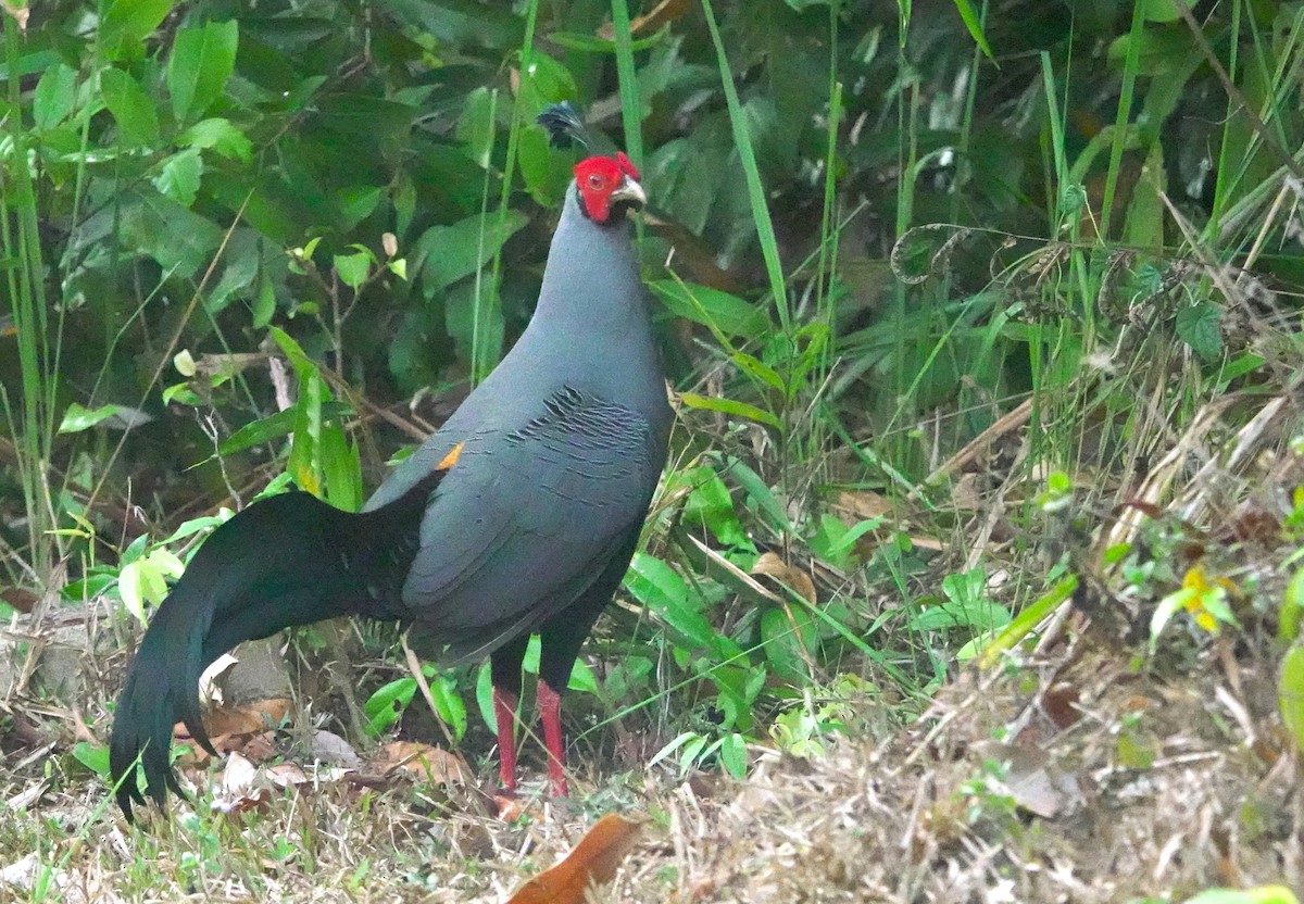 Siamese Fireback - ML617542377