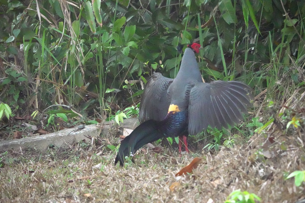 Siamese Fireback - ML617542403